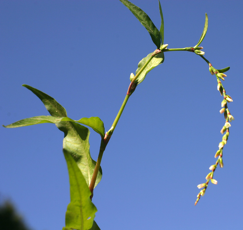 <i>Persicaria hydropiper</i> (L.) Delarbre