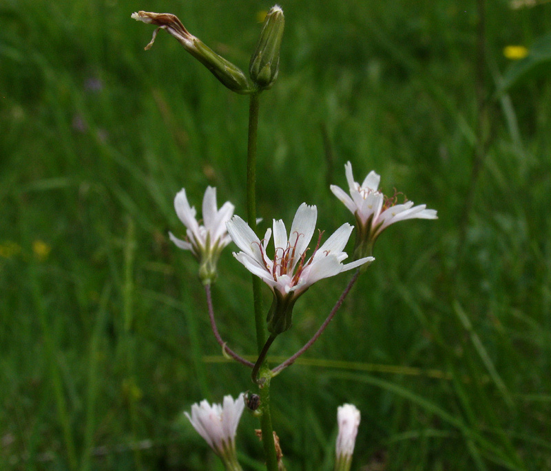 <i>Crepis froelichiana</i> DC. ex Froel. subsp. <i>dinarica</i> (Beck) Gutermann