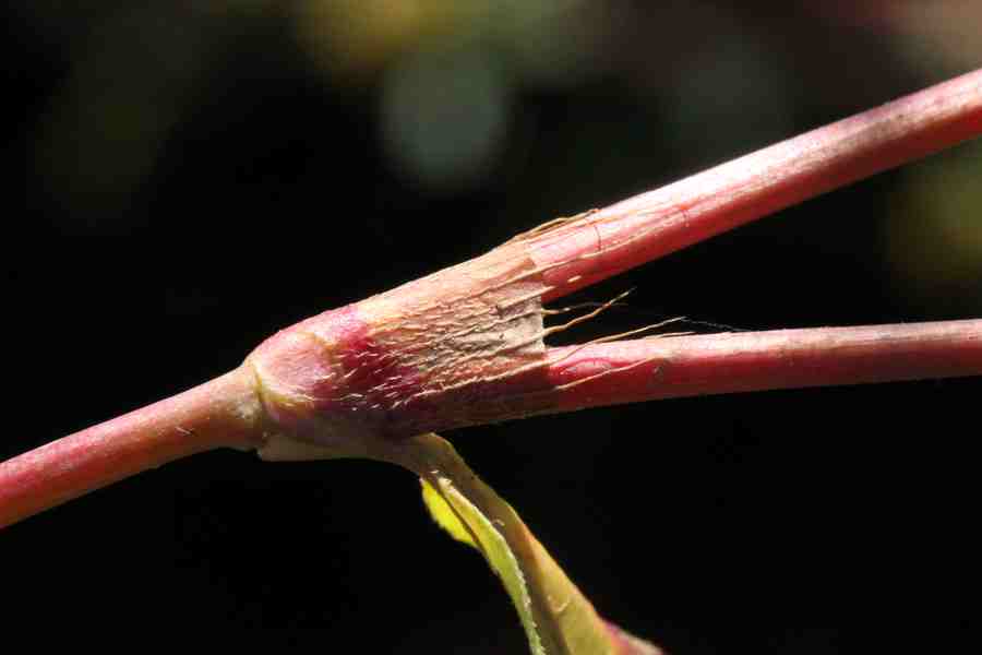 <i>Persicaria hydropiper</i> (L.) Delarbre