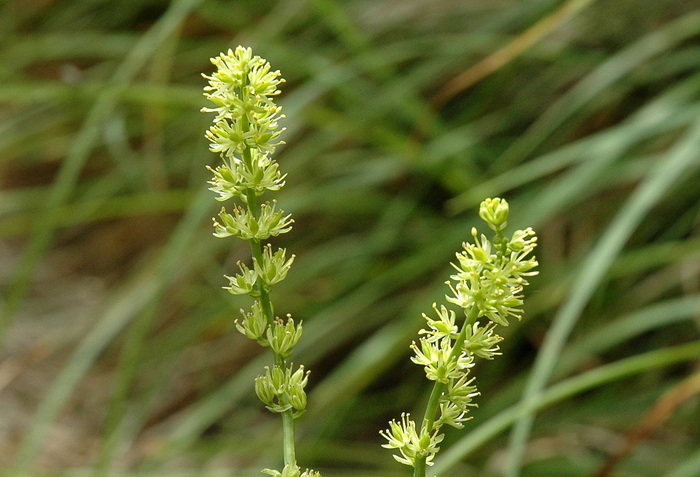 <i>Tofieldia calyculata</i> (L.) Wahlenb.