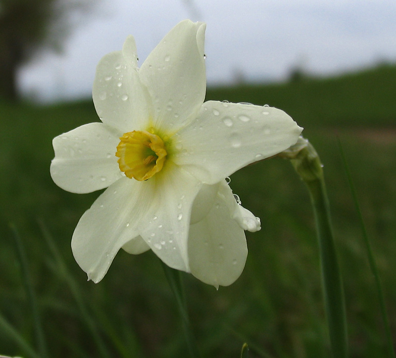 <i>Narcissus x medioluteus</i> Mill.