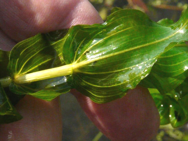 <i>Potamogeton perfoliatus</i> L.
