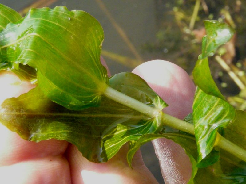<i>Potamogeton perfoliatus</i> L.