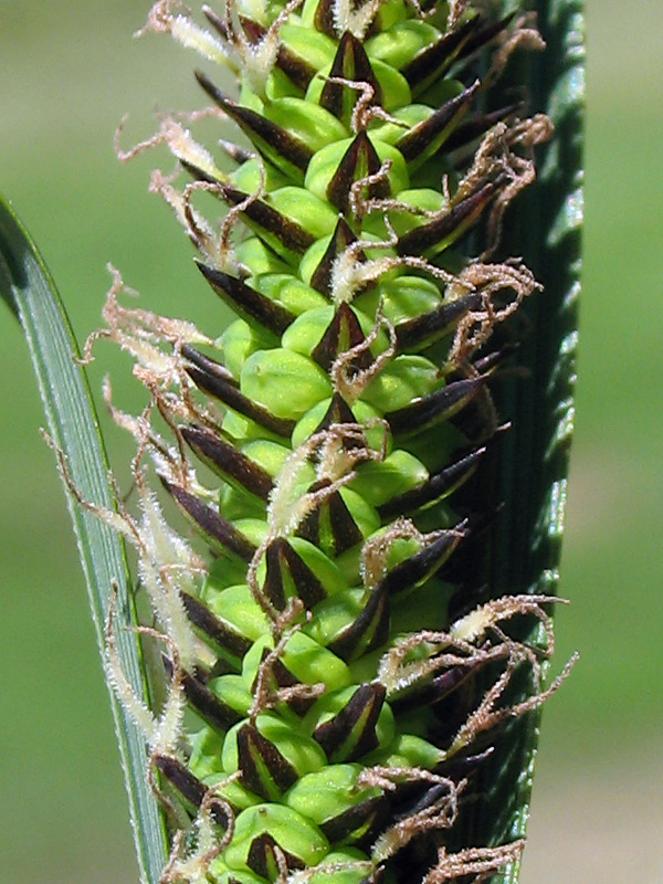<i>Carex nigra</i> (L.) Reichard