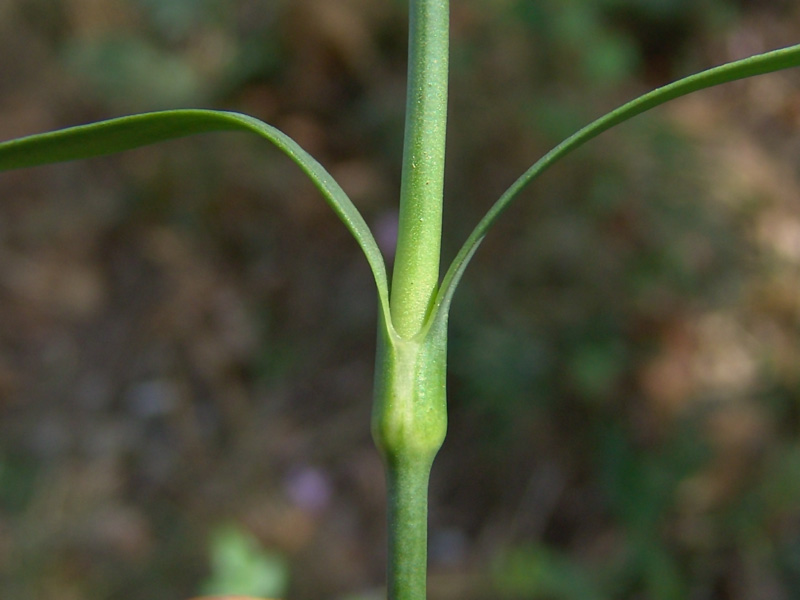 <i>Dianthus balbisii</i> Ser.