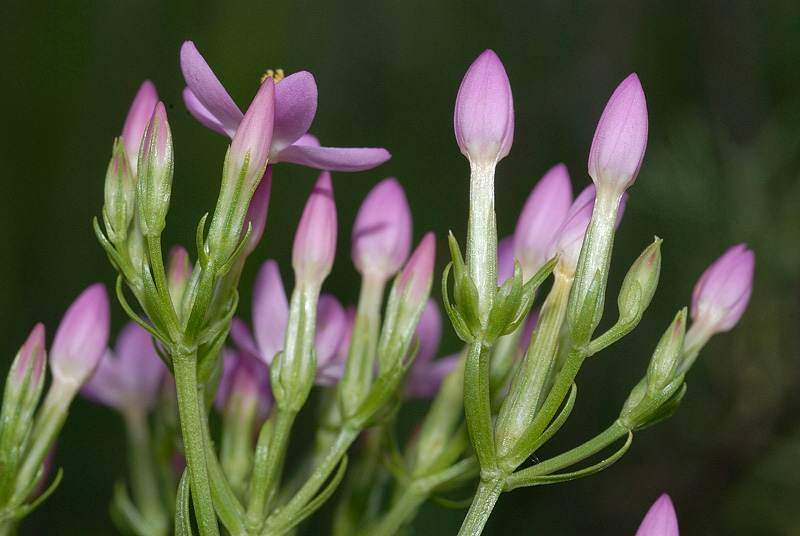 <i>Centaurium erythraea</i> Rafn subsp. <i>erythraea</i>