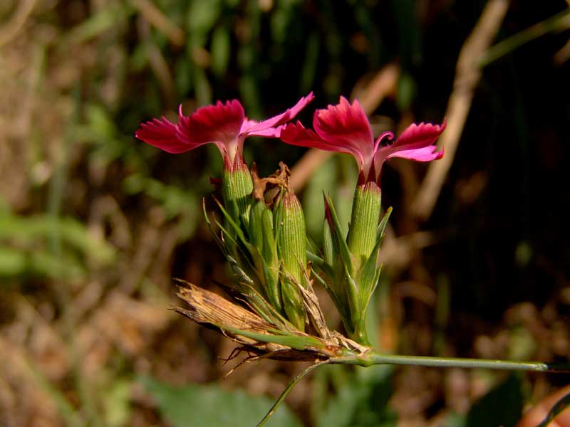 <i>Dianthus balbisii</i> Ser.