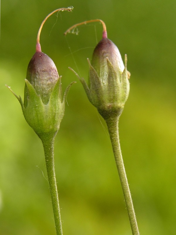 <i>Primula matthioli</i> (L.) V.A.Richt.