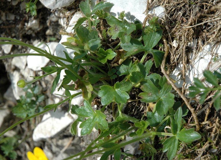 <i>Ranunculus montanus</i> Willd.