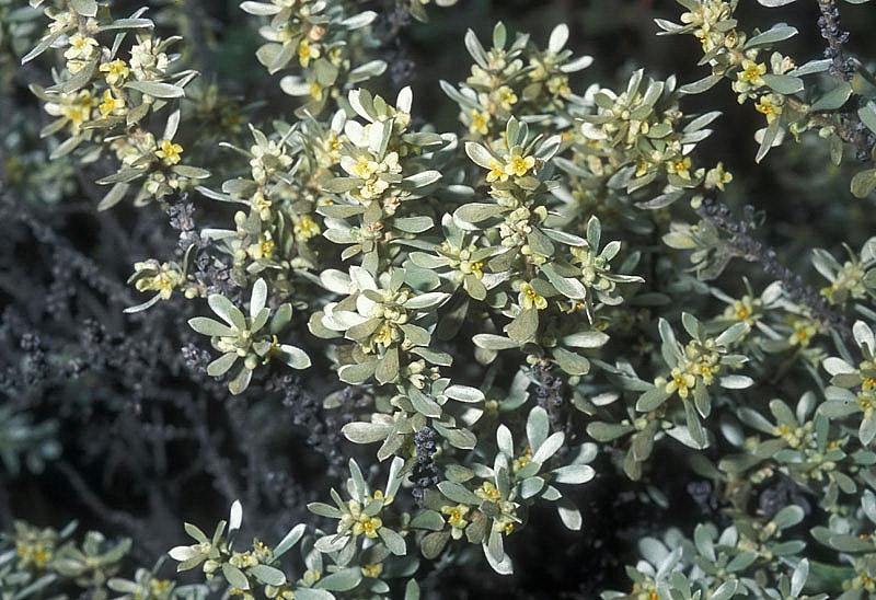 <i>Thymelaea tartonraira</i> (L.) All. subsp. <i>tartonraira</i>