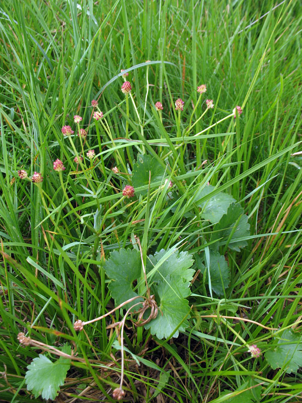 <i>Ranunculus marsicus</i> Guss. & Ten.
