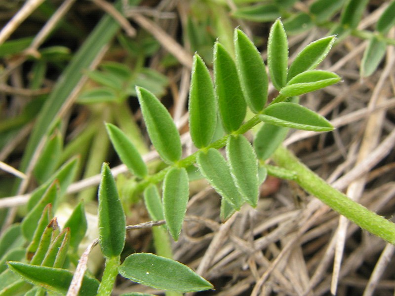 <i>Astragalus australis</i> (L.) Lam.