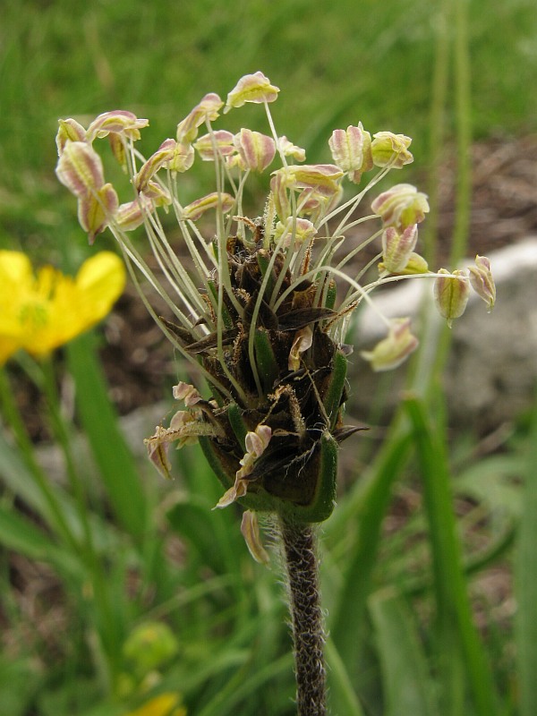 <i>Plantago atrata</i> Hoppe subsp. <i>fuscescens</i> (Jord.) Pilg.