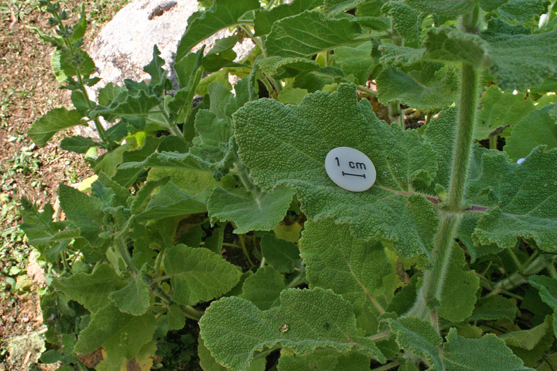 Salvia desoleana Atzei &amp; Picci