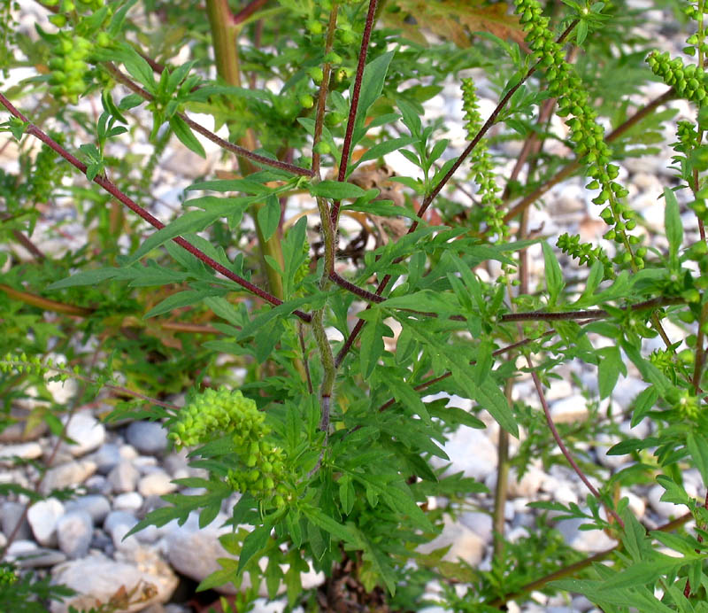 <i>Ambrosia artemisiifolia</i> L.