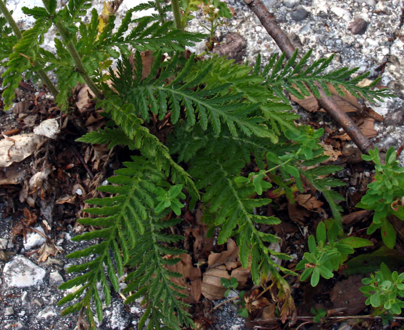 <i>Achillea distans</i> Waldst. & Kit. ex Willd. subsp. <i>distans</i>