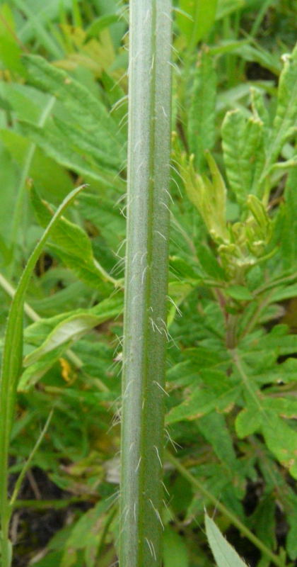 <i>Cephalaria transsylvanica</i> (L.) Roem. & Schult.