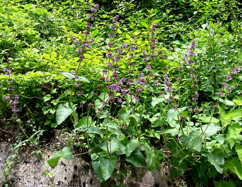 <i>Salvia verticillata</i> L. subsp. <i>verticillata</i>