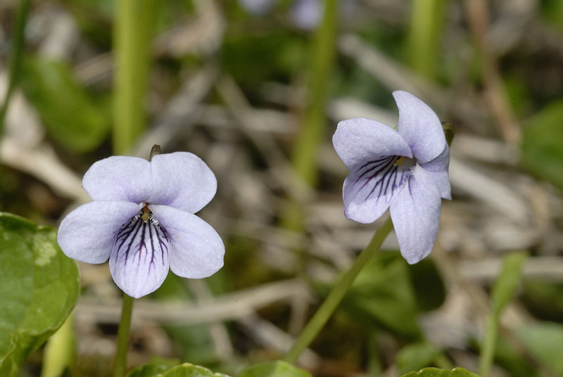 <i>Viola palustris</i> L.