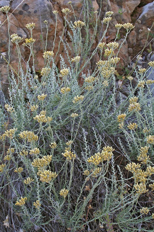 <i>Helichrysum italicum</i> (Roth) G.Don subsp. <i>tyrrhenicum</i> (Bacch., Brullo & Giusso) Herrando, J.M.Blanco, L.Sáez & Galbany