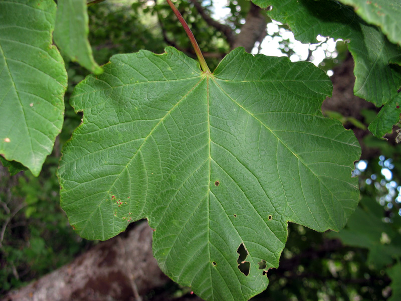 <i>Acer opalus</i> Mill. subsp. <i>obtusatum</i> (Waldst. & Kit. ex Willd.) Gams