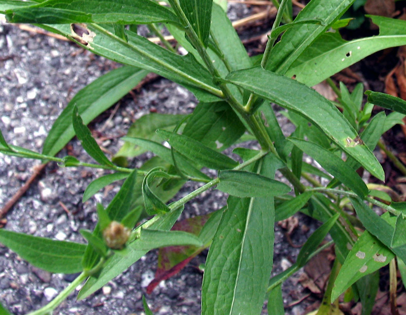 <i>Centaurea jacea</i> L. subsp. <i>julica</i> (Hayek) Greuter