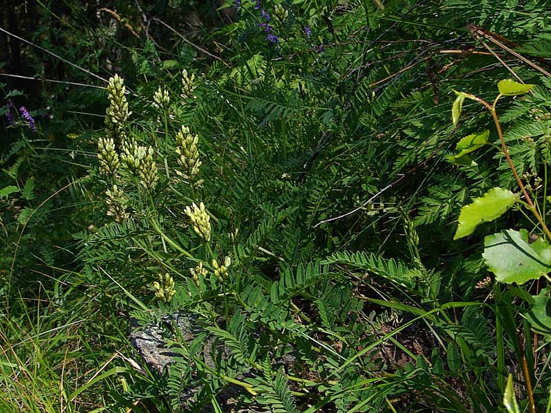 <i>Astragalus cicer</i> L.