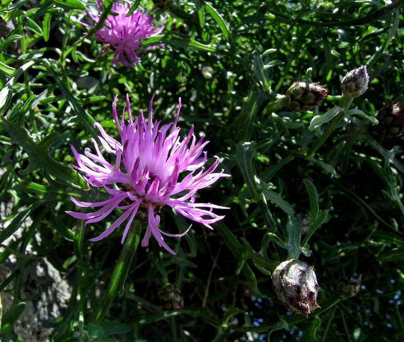 <i>Centaurea ilvensis</i> (Sommier) Arrigoni