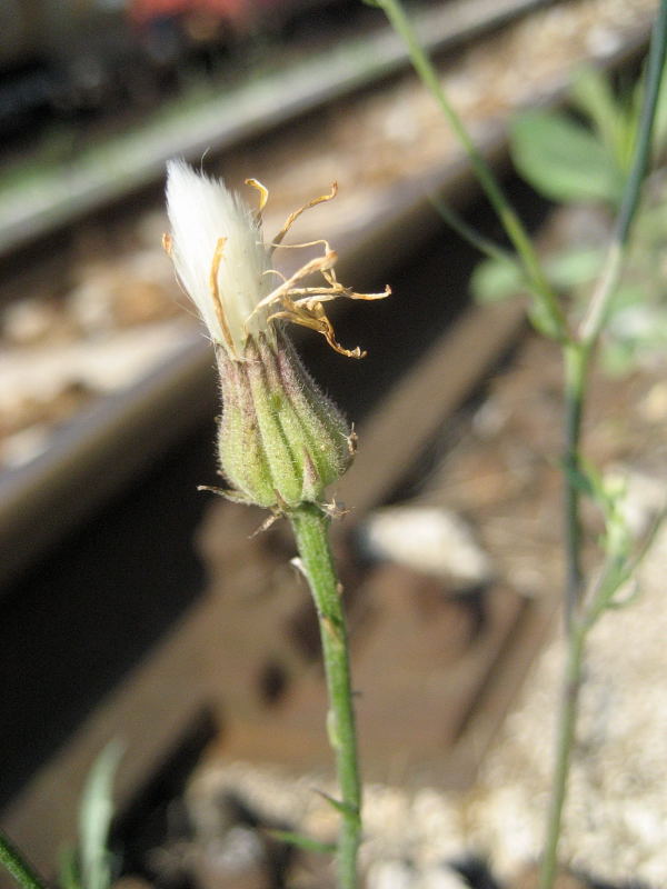 <i>Crepis foetida</i> L.
