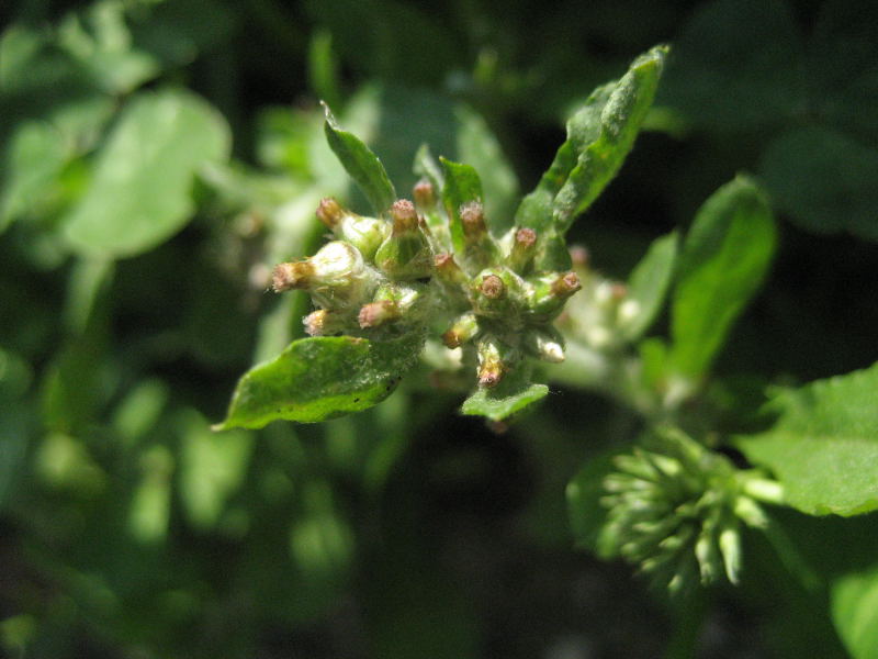 <i>Gamochaeta pensylvanica</i> (Willd.) Cabrera