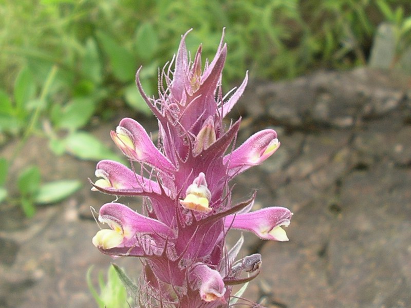 Melampyrum barbatum subsp. carstiense. Ronn 5.JPG