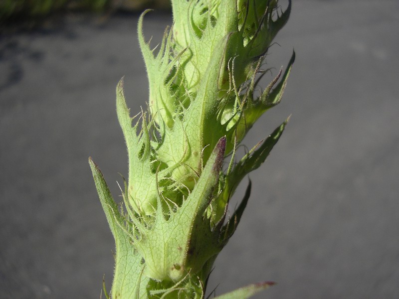 Melampyrum barbatum W. et Kit.subsp. carstiense. Ronn %25284%2529.JPG