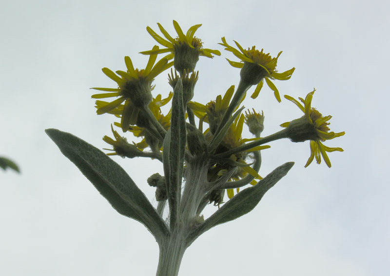 Tephroseris cfr. longifolia 3.jpg