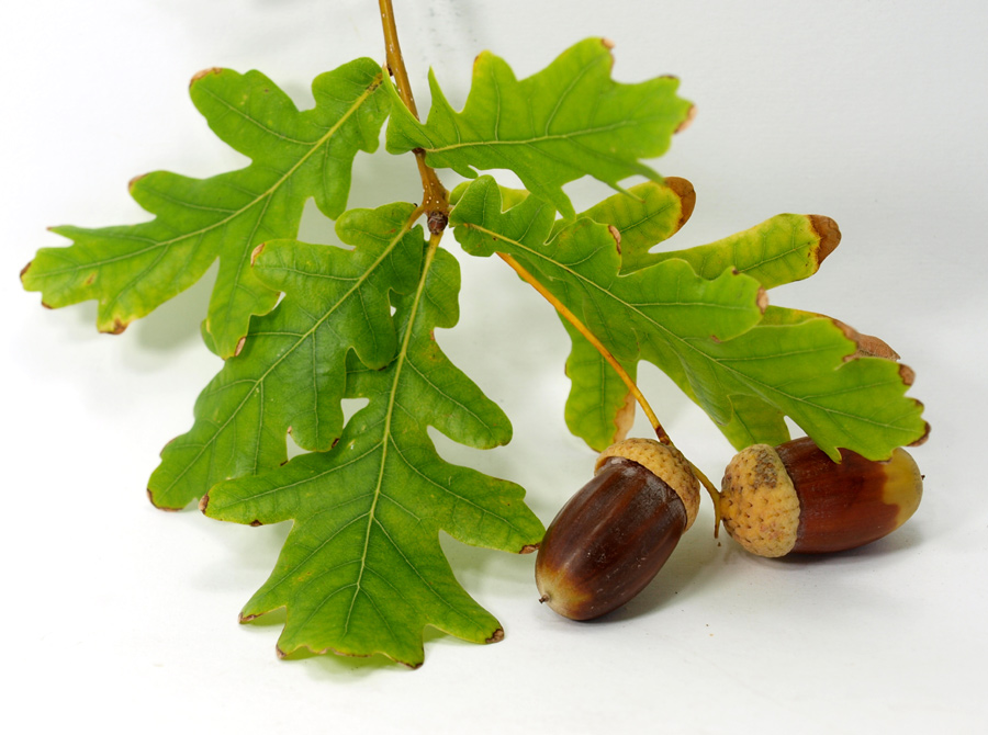Quercus-robur-37-1.jpg
