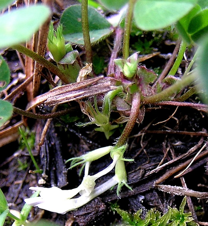 <i>Trifolium subterraneum</i> L. subsp. <i>subterraneum</i>