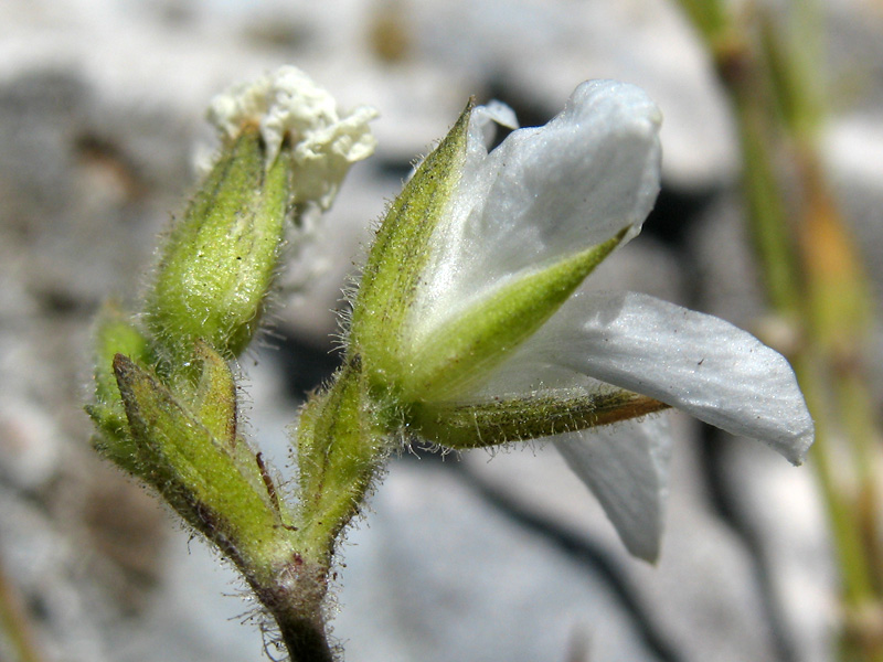 minuartia-graminifolia-sepali.jpg