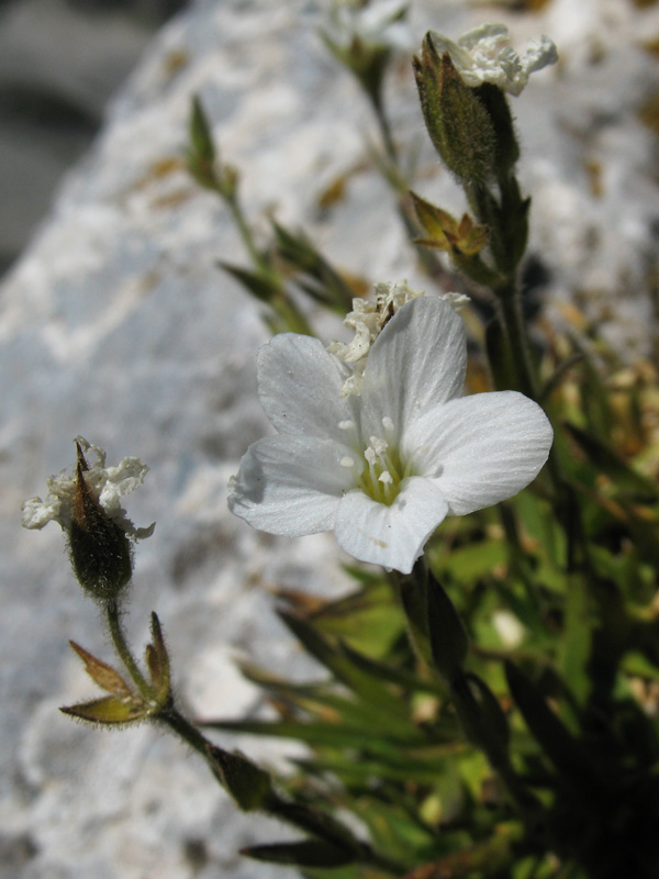 minuartia-graminifolia-fiore.jpg