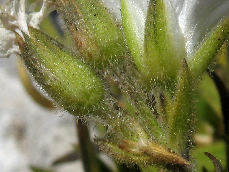 minuartia-graminifolia-peli-2.jpg