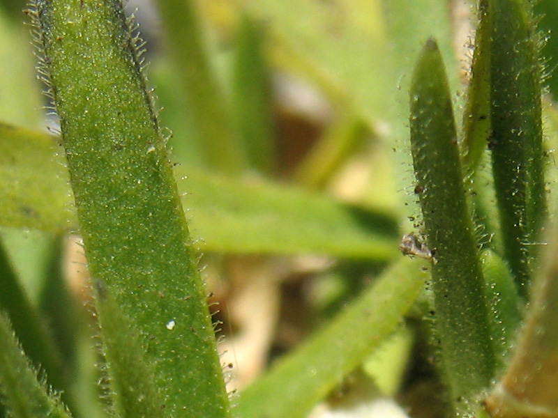 minuartia-graminifolia-peli-3.jpg