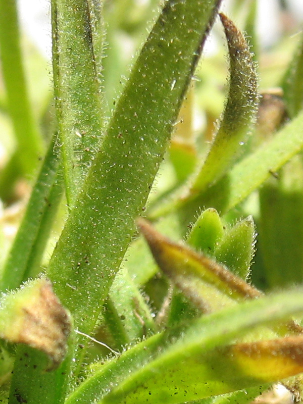 minuartia-graminifolia-peli-4.jpg