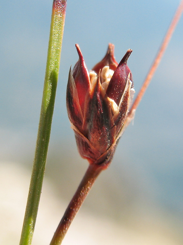 juncus-trifidus-subsp-monanthos-2.jpg