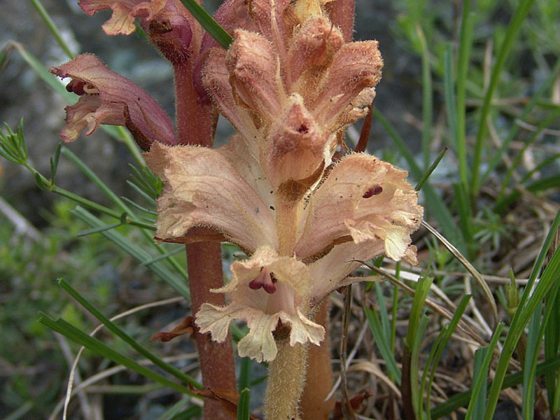 <i>Orobanche caryophyllacea</i> Sm.