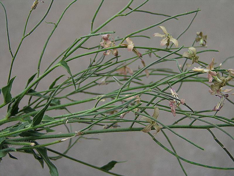<i>Hesperis laciniata</i> All. subsp. <i>laciniata</i>