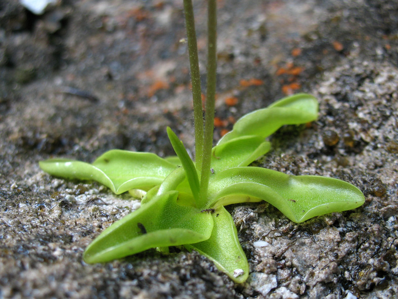 pinguicula-vallis-regiae-foglie.jpg