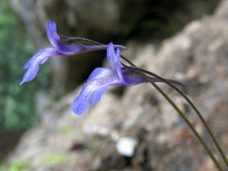 pinguicula-vallis-regiae-fiori.jpg