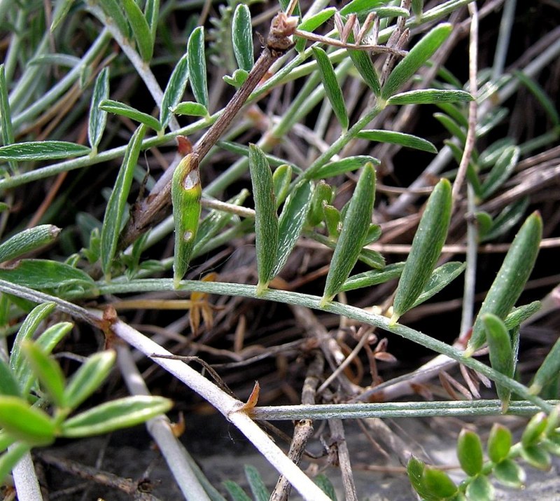 <i>Astragalus muelleri</i> Steud. & Hochst. subsp. <i>etruscus</i> Peruzzi, Gestri & Pierini