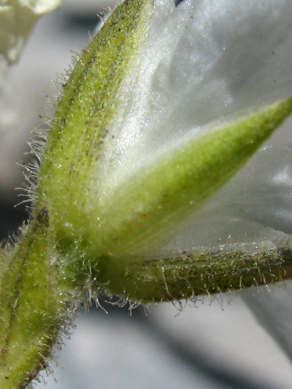 minuartia-graminifolia-peli-1.jpg