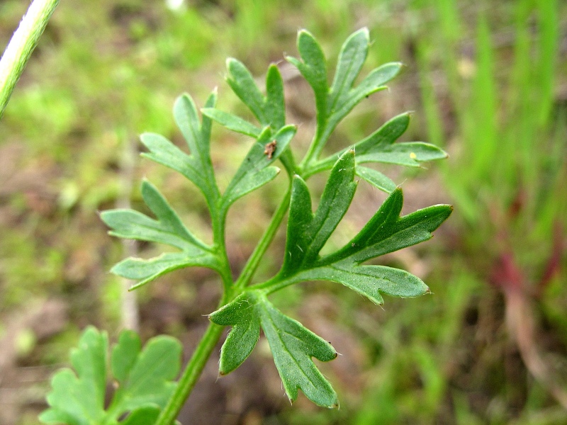 <i>Ranunculus paludosus</i> Poir.
