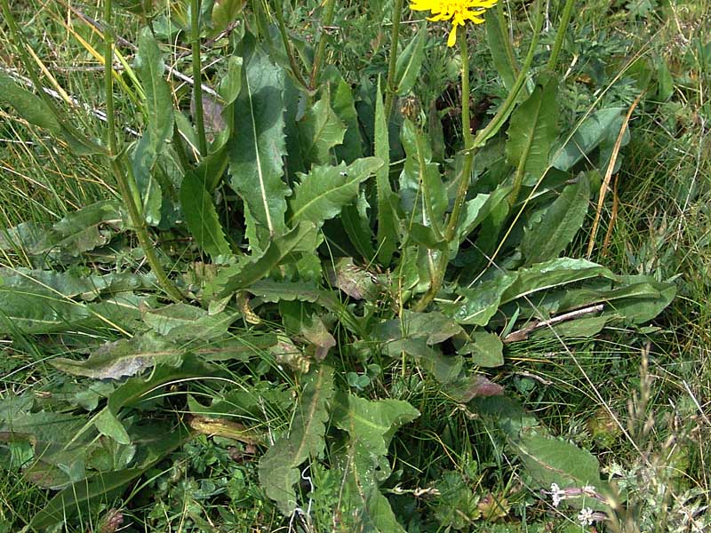 <i>Crepis conyzifolia</i> (Gouan) A.Kern.