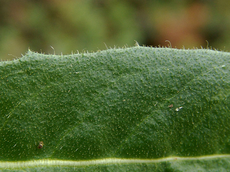<i>Crepis conyzifolia</i> (Gouan) A.Kern.